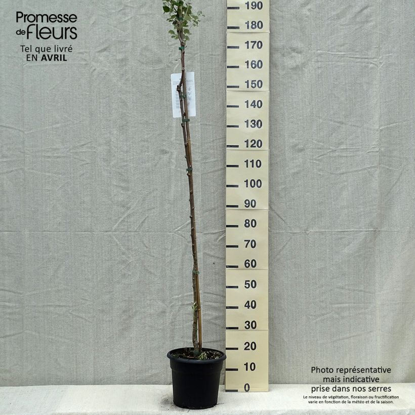 Populus alba - White Poplar 7.5L/10L pot sample as delivered in spring