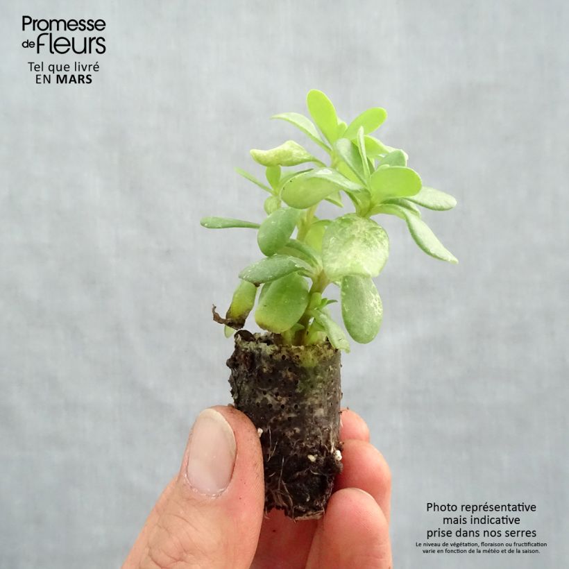 Portulaca grandiflora Duna Tris Plug plant 1.5/2.5 cm sample as delivered in spring