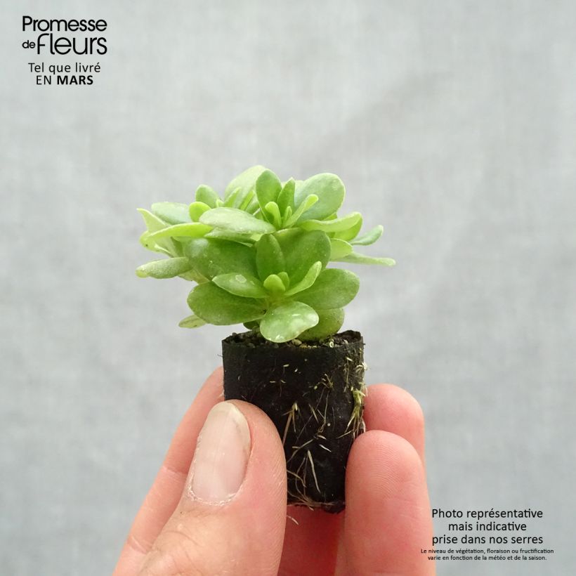 Portulaca oleracea Pazzaz Nano Yellow Plug plant 3/4cm sample as delivered in spring