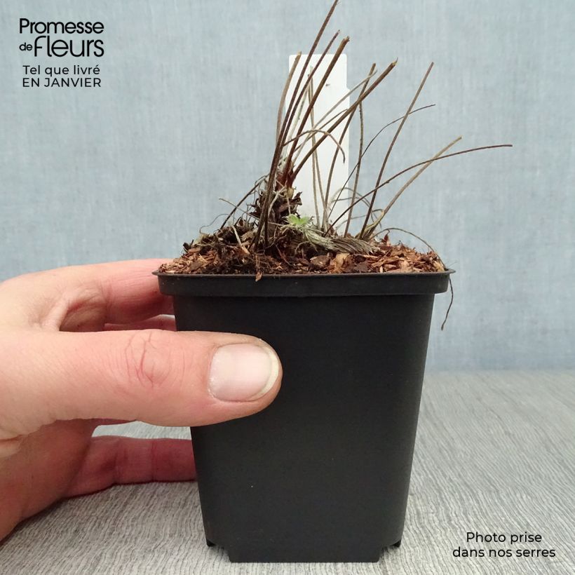 Potentilla Arc en Ciel 8/9 cm pot sample as delivered in winter