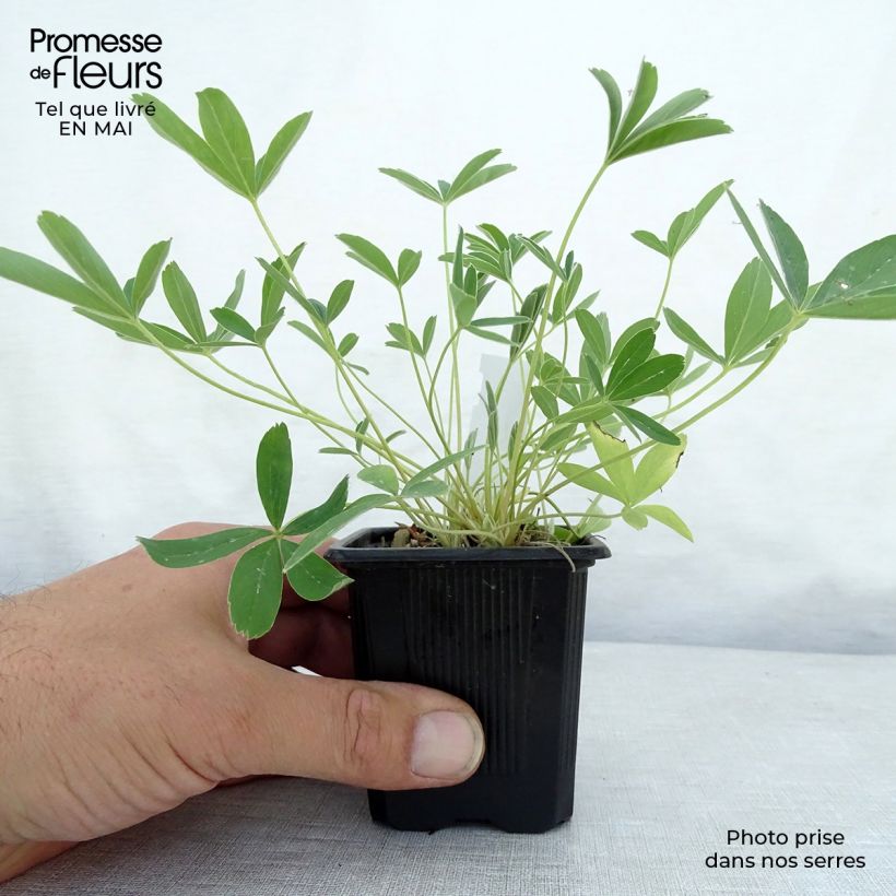 Potentilla alba 8/9 cm pot sample as delivered in spring