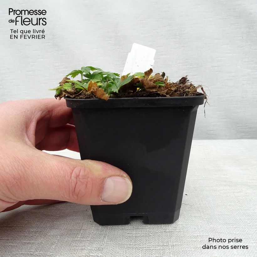 Potentilla aurea 8/9 cm pot sample as delivered in winter