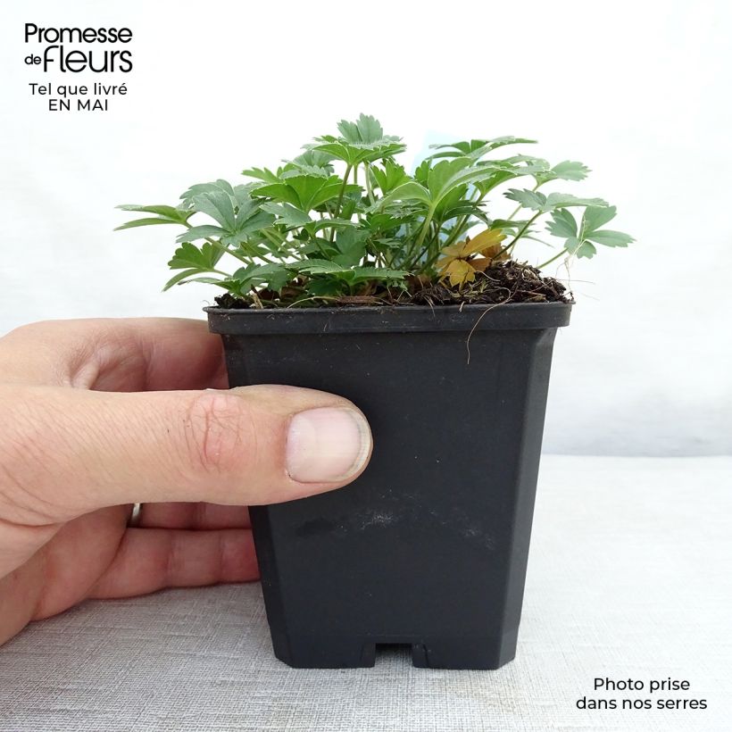 Potentilla aurea 8/9 cm pot sample as delivered in spring