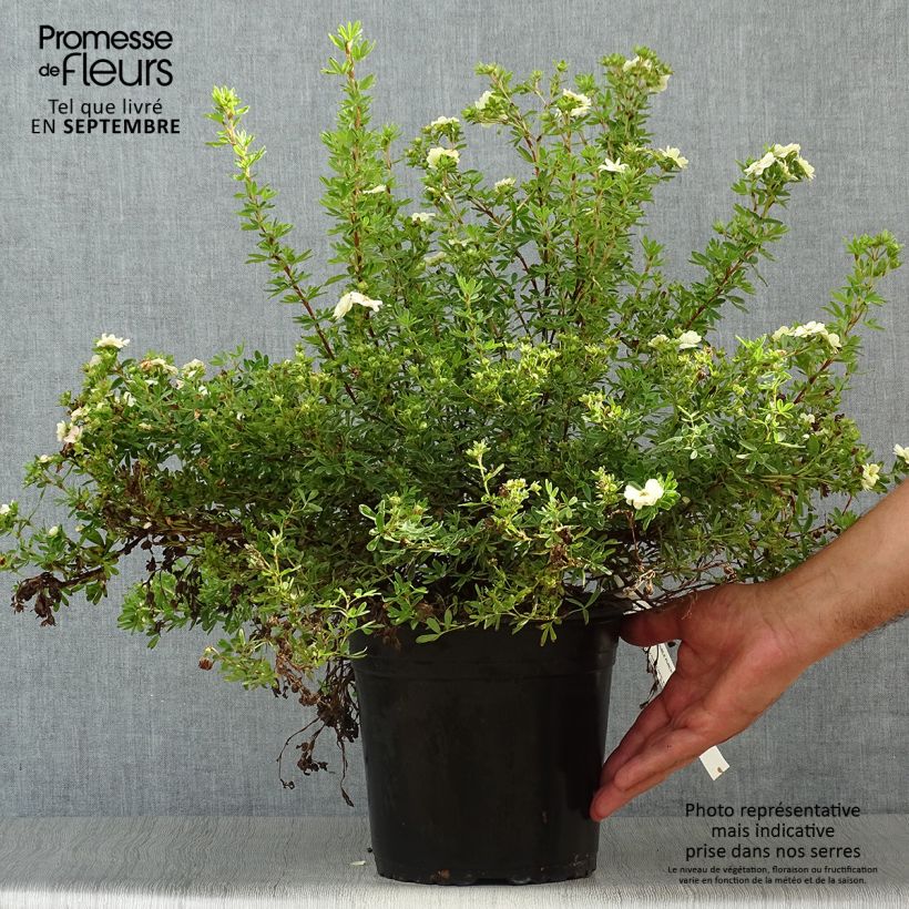 Potentilla fruticosa Double Punch Pastel - Shrubby Cinquefoil 3L/4L pot sample as delivered in autumn