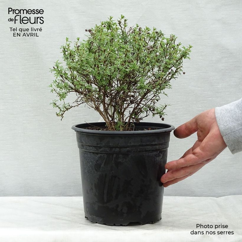 Potentilla fruticosa Bellissima - Shrubby Cinquefoil 2L/3L pot sample as delivered in spring