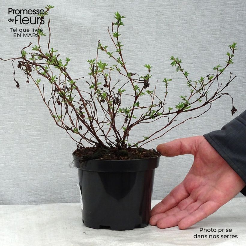 Potentilla fruticosa Goldfinger - Shrubby Cinquefoil 1L/1.5L pot sample as delivered in winter