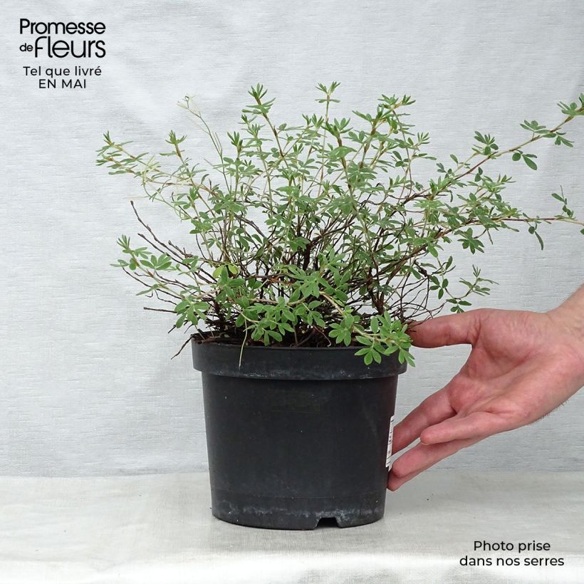 Potentilla fruticosa Goldteppich - Shrubby Cinquefoil 1.5L/2L pot sample as delivered in spring