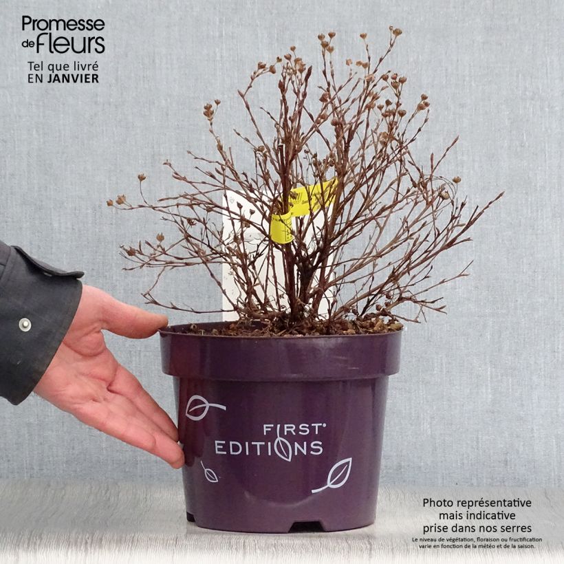 Potentilla fruticosa Lemon Meringue - Shrubby Cinquefoil 2L/3L pot sample as delivered in winter