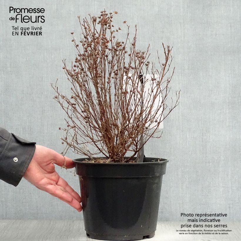 Potentilla fruticosa Mango Tango - Shrubby Cinquefoil 2L/3L pot sample as delivered in winter