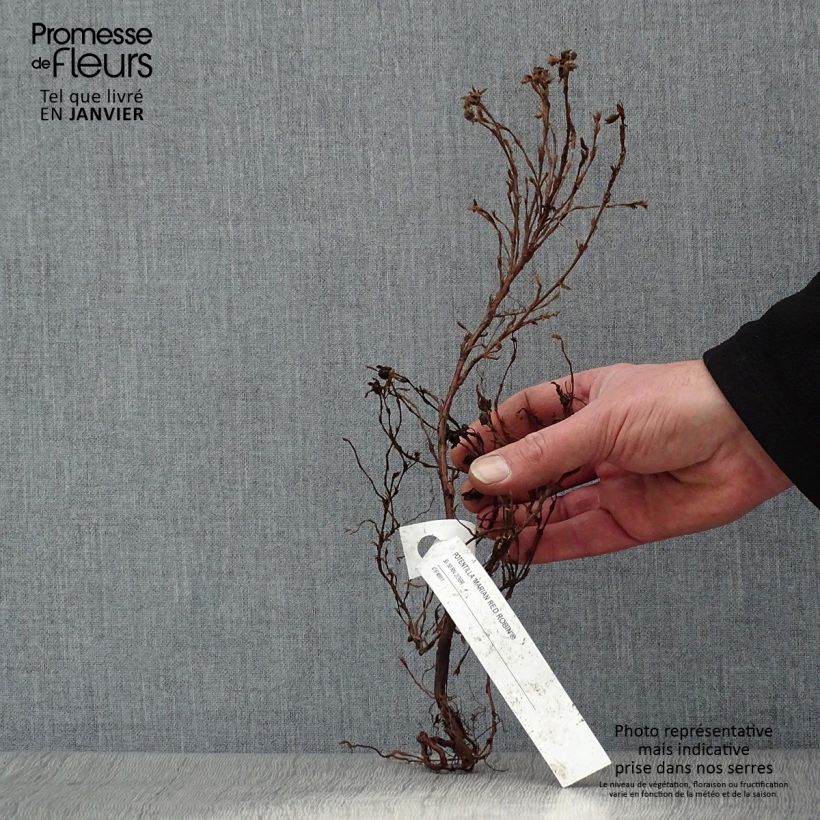 Potentilla fruticosa Marian Red Robin - Shrubby Cinquefoil Bare root sample as delivered in winter