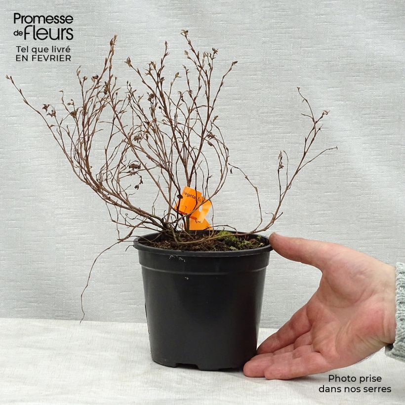 Potentilla fruticosa Red Ace - Shrubby Cinquefoil 1L/1.5L pot sample as delivered in winter