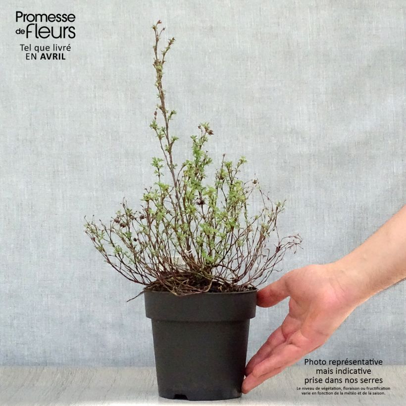 Potentilla fruticosa Red Ace - Shrubby Cinquefoil 1L/1.5L pot sample as delivered in spring