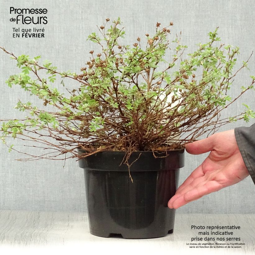 Potentilla fruticosa White Lady - Shrubby Cinquefoil 3L/4L pot sample as delivered in winter