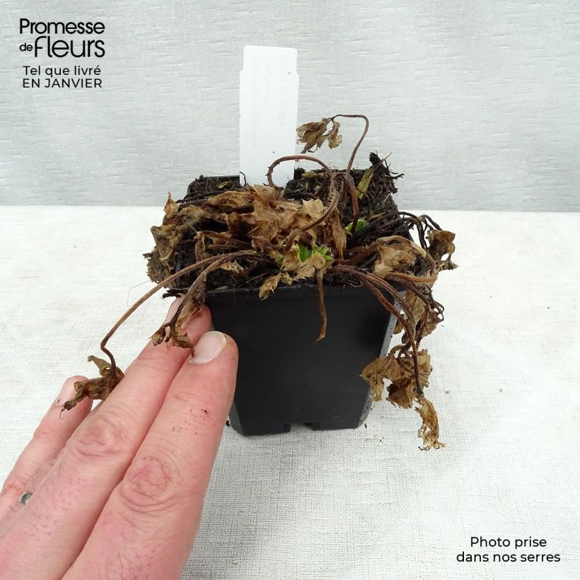 Potentilla megalantha - Cinquefoil 8/9 cm pot sample as delivered in winter