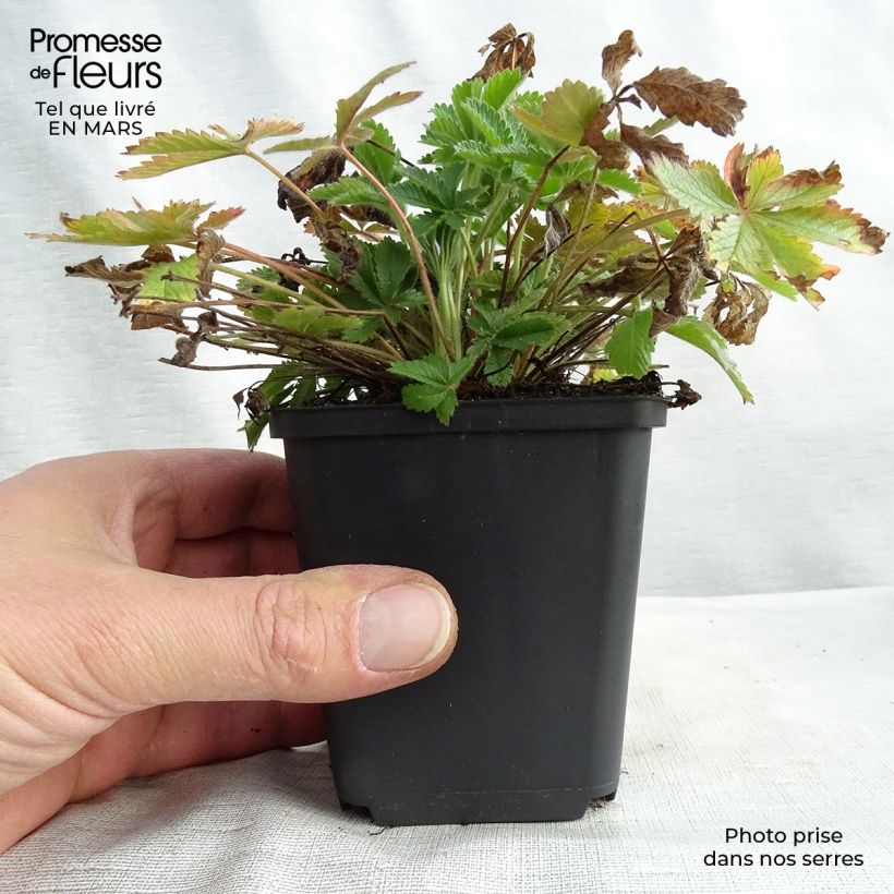 Potentilla recta var. sulphurea - Cinquefoil 8/9 cm pot sample as delivered in winter