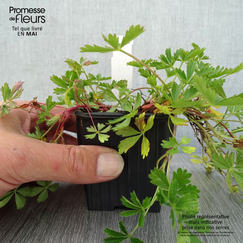 Potentilla verna - Cinquefoil 8/9 cm pot sample as delivered in spring