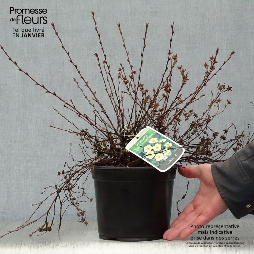 Potentilla fruticosa Primrose Beauty - Shrubby Cinquefoil 2L/3L pot sample as delivered in winter