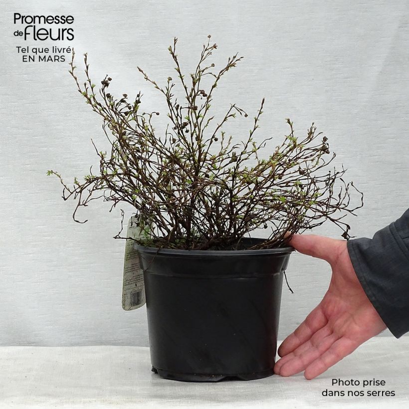 Potentilla fruticosa Princess Pink Queen - Shrubby Cinquefoil 2L/3L pot sample as delivered in spring
