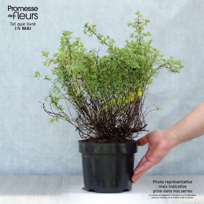 Potentilla fruticosa Hopleys Orange - Shrubby Cinquefoil 3L/4L pot sample as delivered in spring
