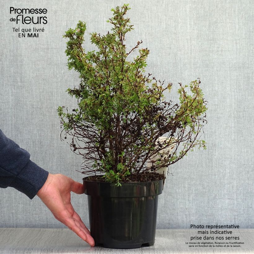Potentilla fruticosa Kobold - Shrubby Cinquefoil 3L/4L pot sample as delivered in spring