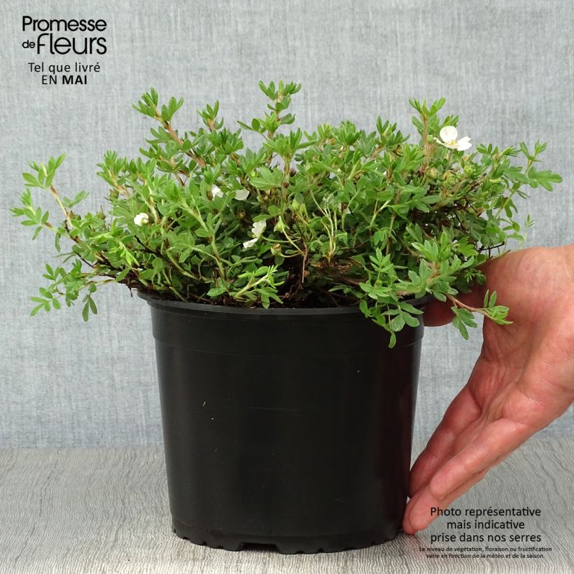 Potentilla fruticosa Bella Bianca - Shrubby Cinquefoil 2L/3L pot sample as delivered in spring