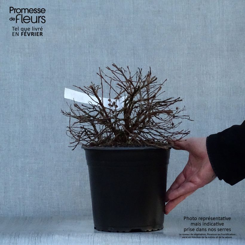 Potentilla fruticosa Double Punch Gold - Shrubby Cinquefoil 3L/4L pot sample as delivered in winter