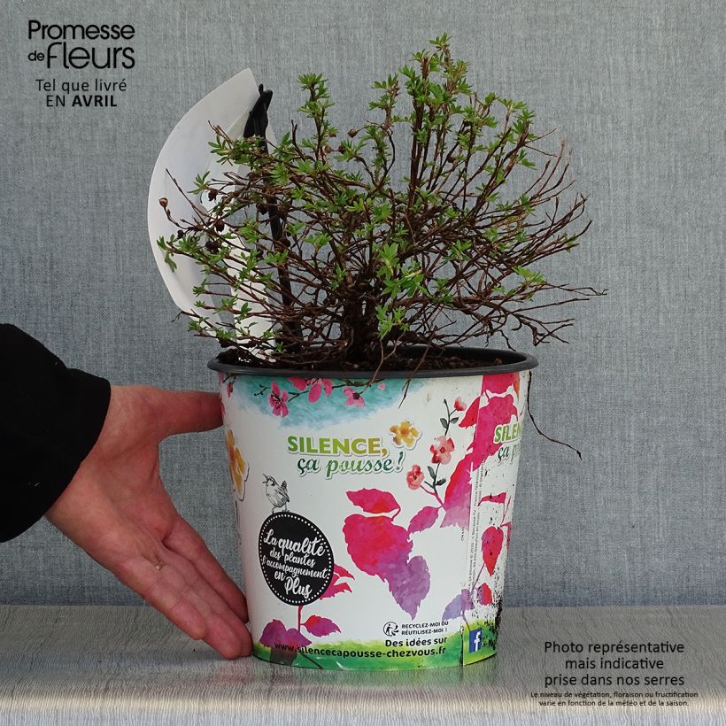 Potentilla fruticosa Double Punch Gold - Shrubby Cinquefoil 2L/3L pot sample as delivered in spring