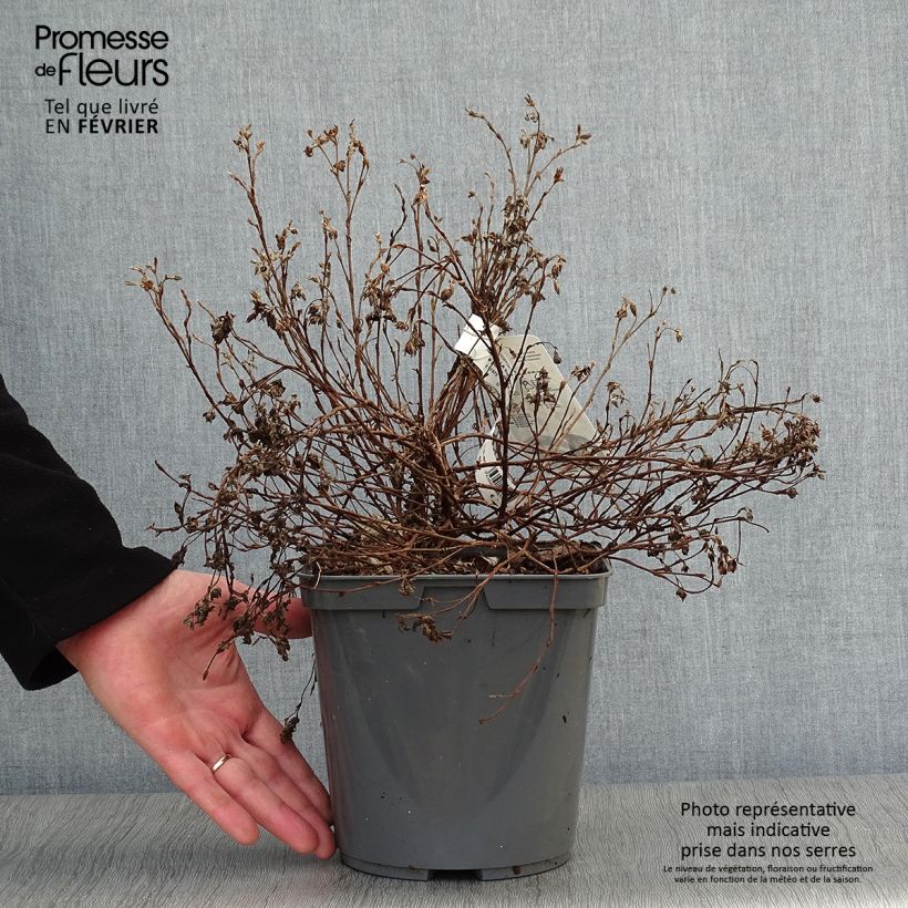 Potentilla fruticosa Double Punch Peach - Shrubby Cinquefoil 3L/4L pot sample as delivered in winter