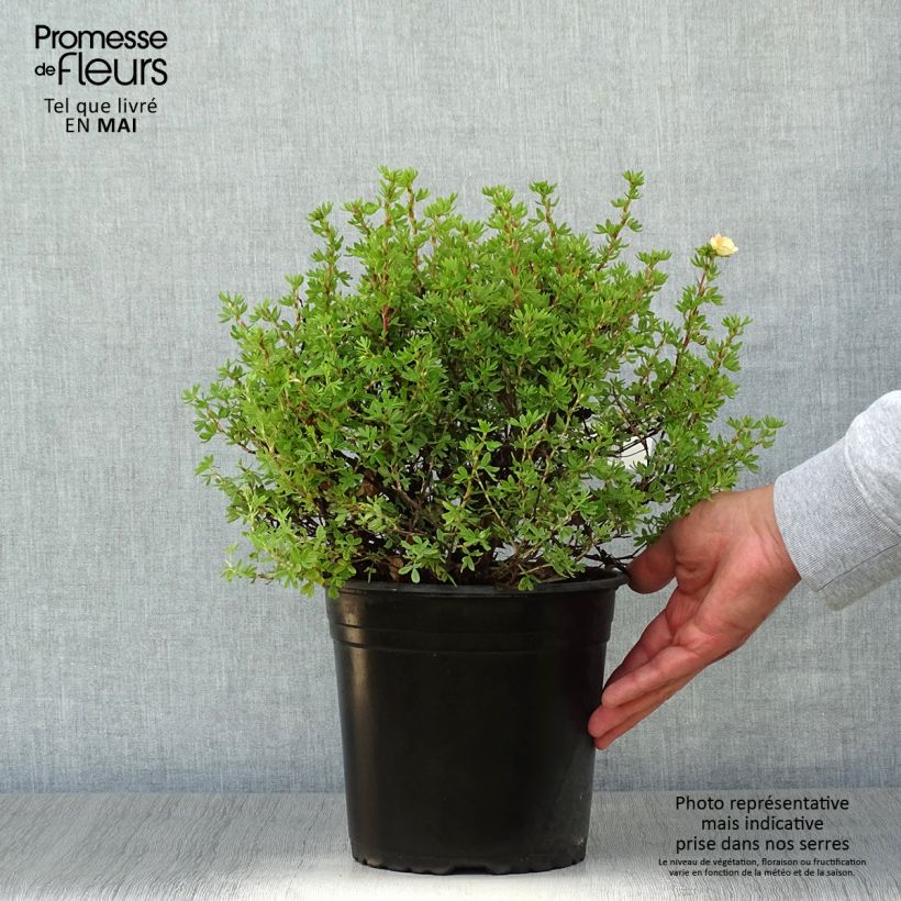 Potentilla fruticosa Double Punch Peach - Shrubby Cinquefoil 3L/4L pot sample as delivered in spring
