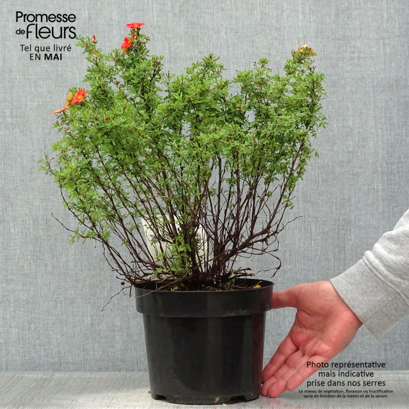 Potentilla fruticosa Red Lady - Shrubby Cinquefoil 2L/3L pot sample as delivered in spring