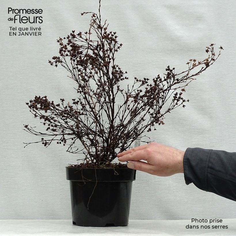 Potentilla fruticosa Abbotswood - Shrubby Cinquefoil 2L/3L pot sample as delivered in winter