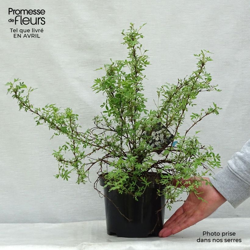 Potentilla fruticosa Abbotswood - Shrubby Cinquefoil 2L/3L pot sample as delivered in spring