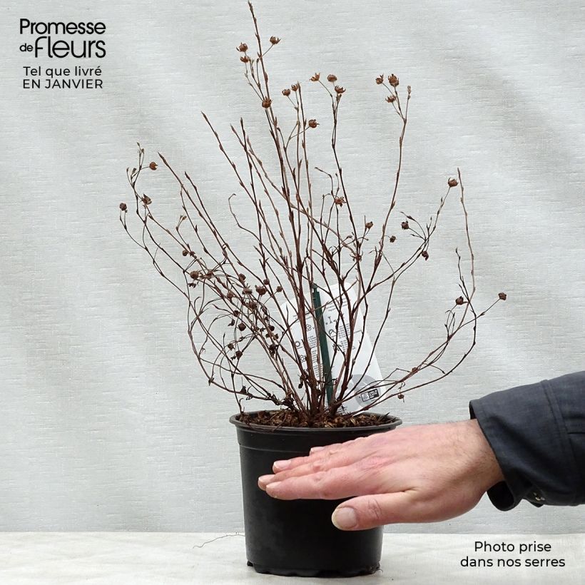 Potentilla fruticosa Abbotswood - Shrubby Cinquefoil 1L/1.5L pot sample as delivered in winter