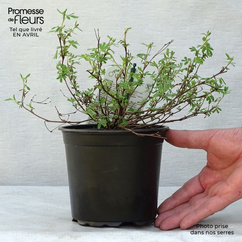 Potentilla fruticosa Abbotswood - Shrubby Cinquefoil 1L/1.5L pot sample as delivered in spring