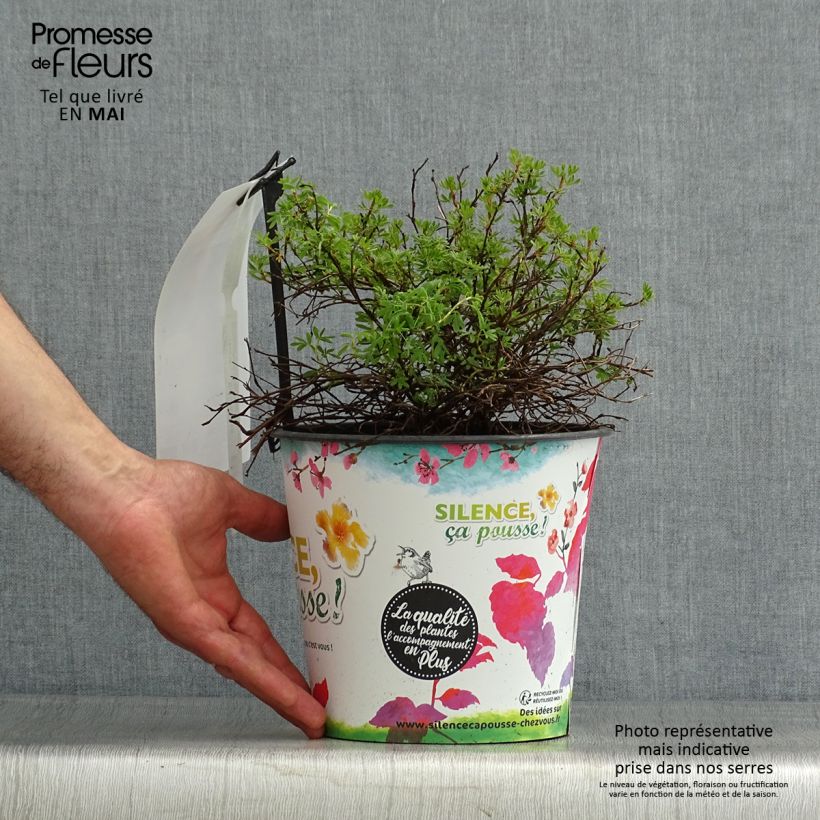 Potentilla fruticosa Orangissima - Shrubby Cinquefoil 4L/5L pot sample as delivered in spring