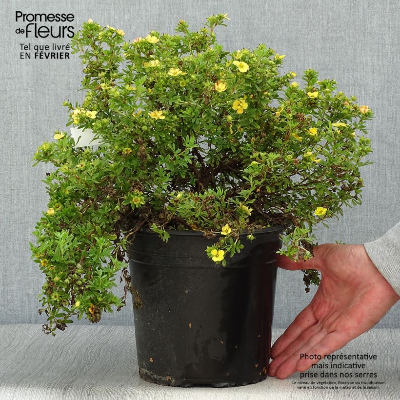 Potentilla fruticosa Solarissima - Shrubby Cinquefoil 4L/5L pot sample as delivered in autumn