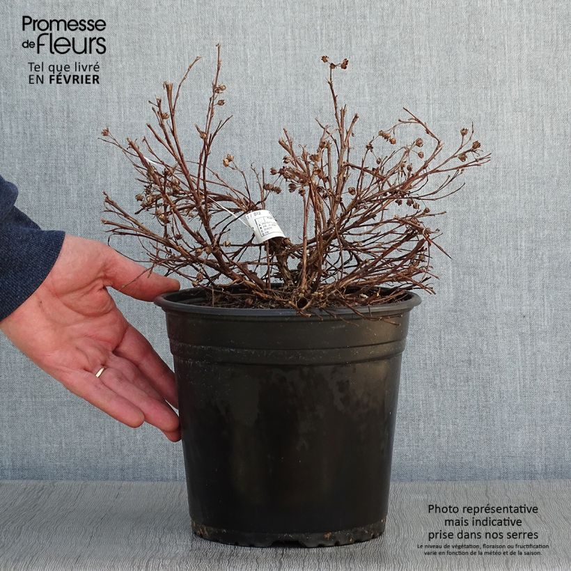 Potentilla fruticosa Solarissima - Shrubby Cinquefoil 4L/5L pot sample as delivered in winter