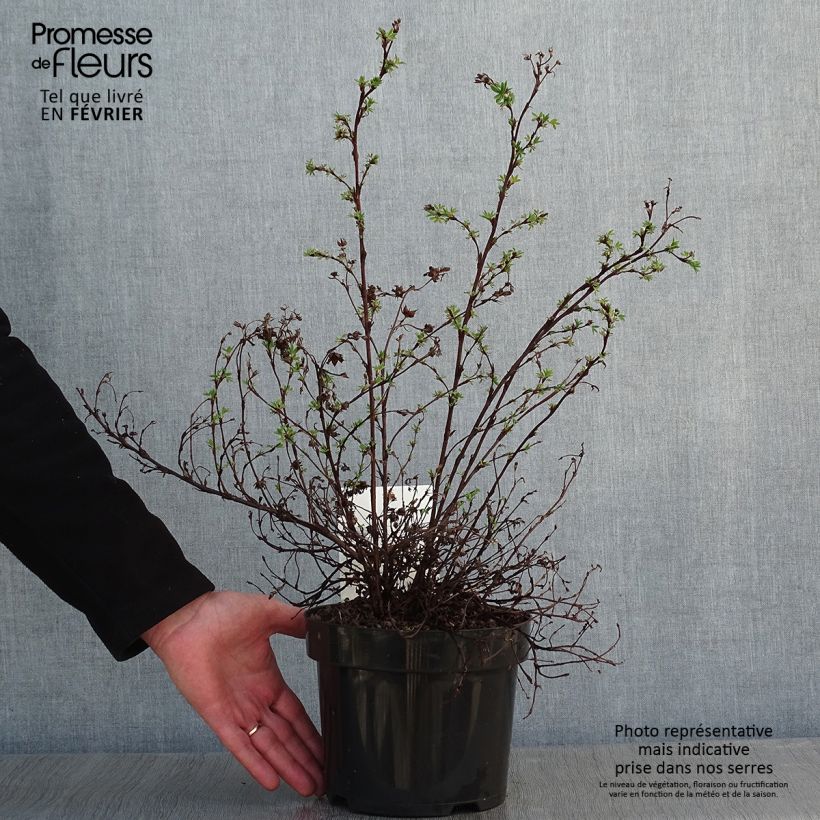 Potentilla fruticosa Sommerflor - Shrubby Cinquefoil 2L/3L pot sample as delivered in winter