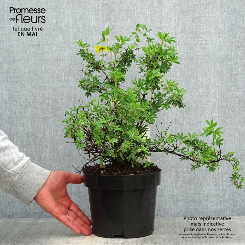 Potentilla fruticosa Sommerflor - Shrubby Cinquefoil 2L/3L pot sample as delivered in spring
