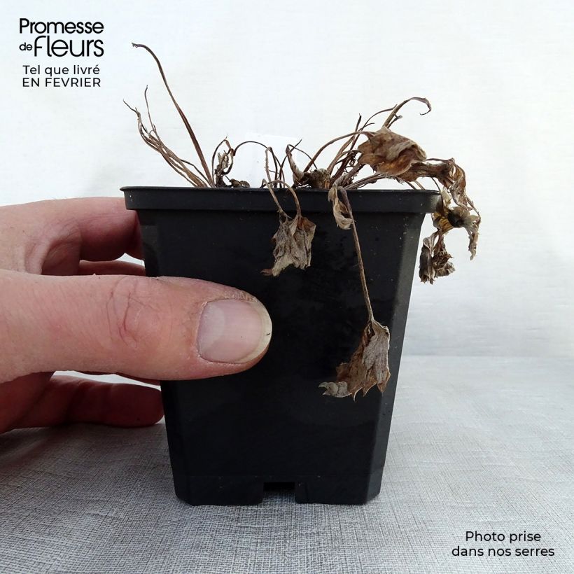 Potentilla atrosanguinea 8/9 cm pot sample as delivered in winter