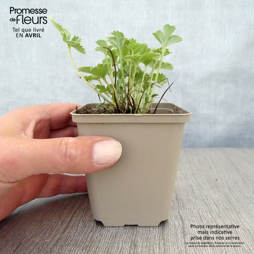Potentilla atrosanguinea 8/9 cm pot sample as delivered in spring