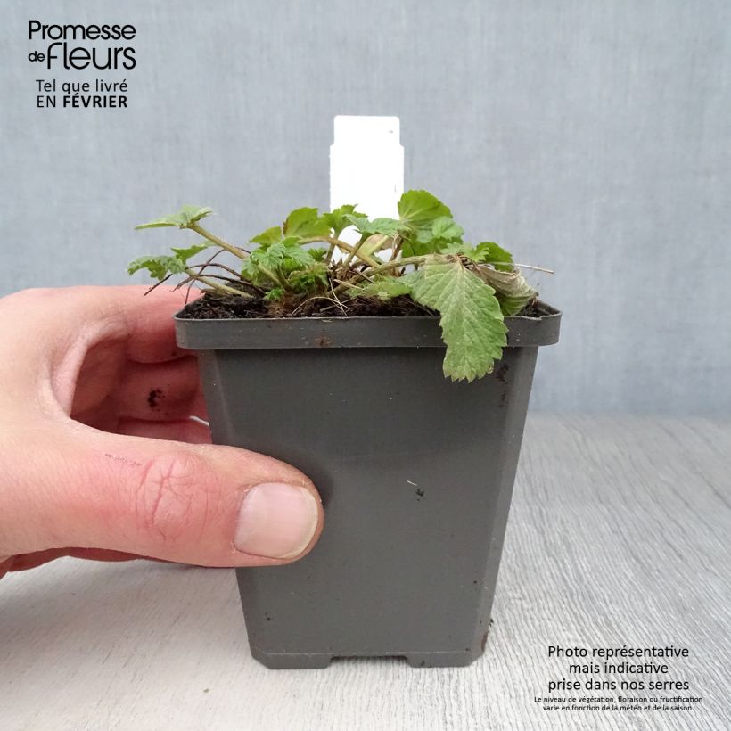 Potentilla Gibsons Scarlet - Cinquefoil 8/9 cm pot sample as delivered in winter