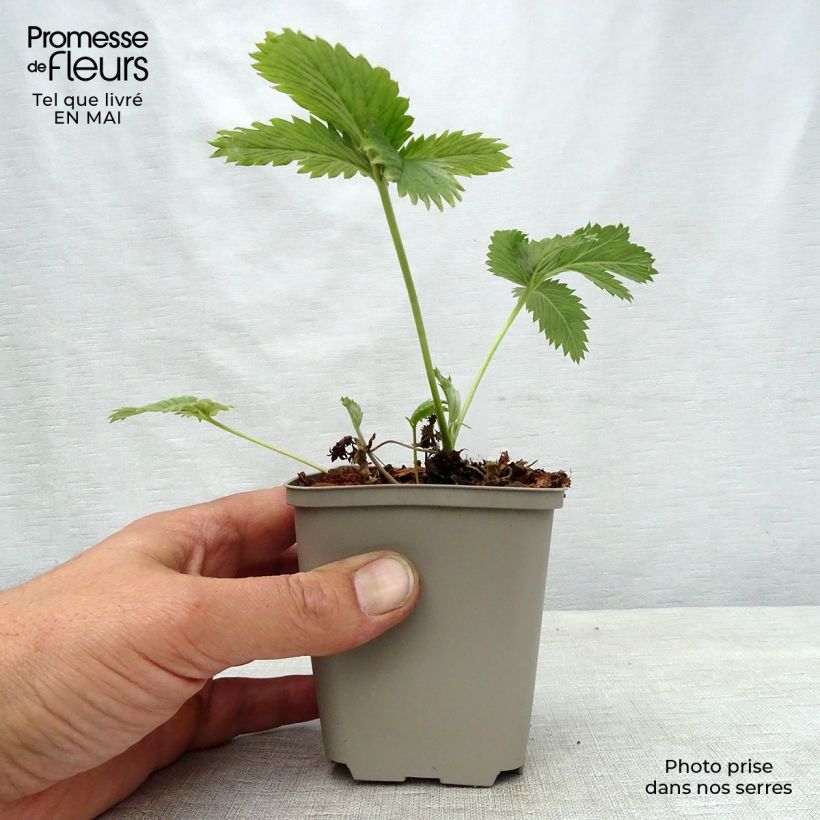 Potentilla William Rollison - Cinquefoil 8/9 cm pot sample as delivered in spring