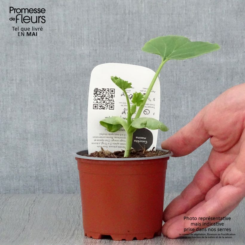 Organic Pumpkin Rouge Vif d'Etampes plants - Cucurbita maxima 10cm/11cm pot sample as delivered in spring