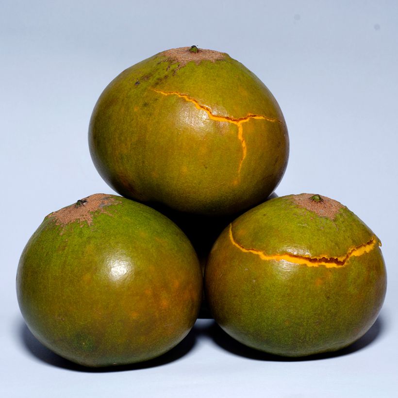 Pouteria obovata (Harvest)
