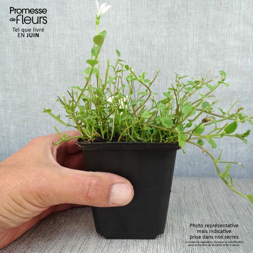 Pratia angulata 8/9 cm pot sample as delivered in summer