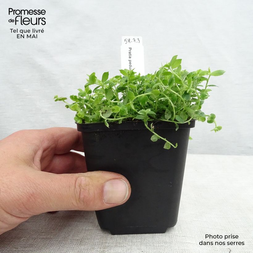 Pratia pedunculata 8/9 cm pot sample as delivered in spring