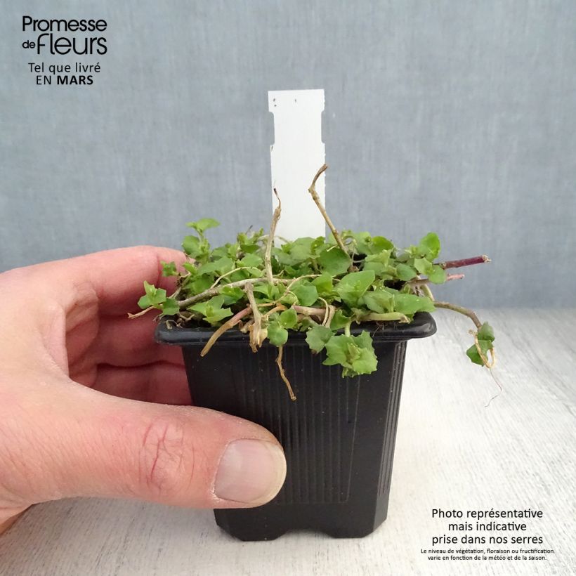 Pratia pedunculata Alba 8/9 cm pot sample as delivered in spring