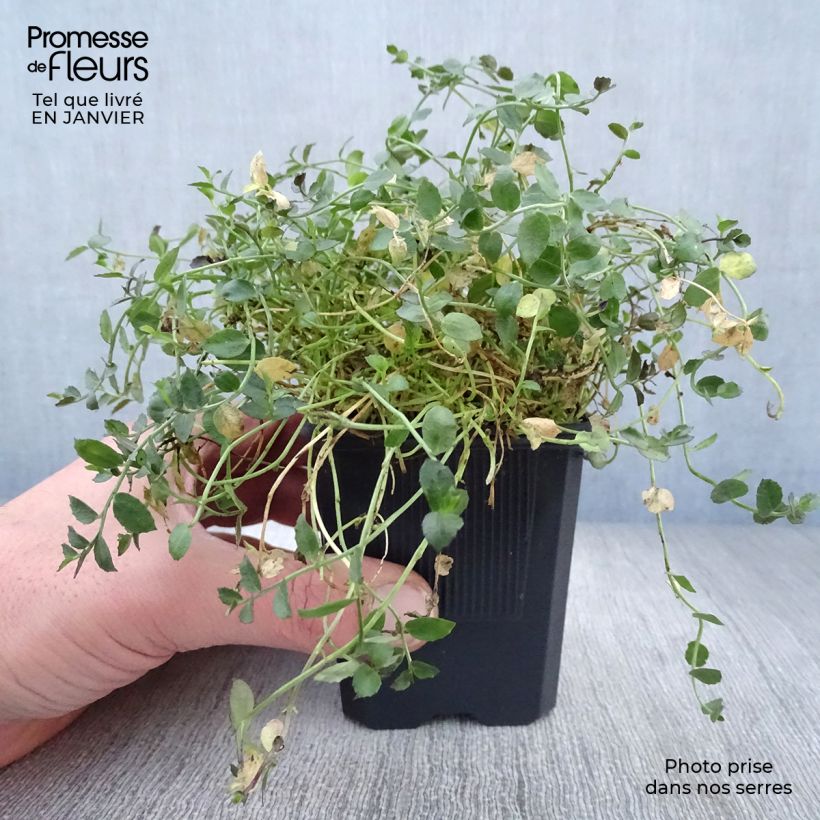 Pratia pedunculata County Park 8/9 cm pot sample as delivered in winter