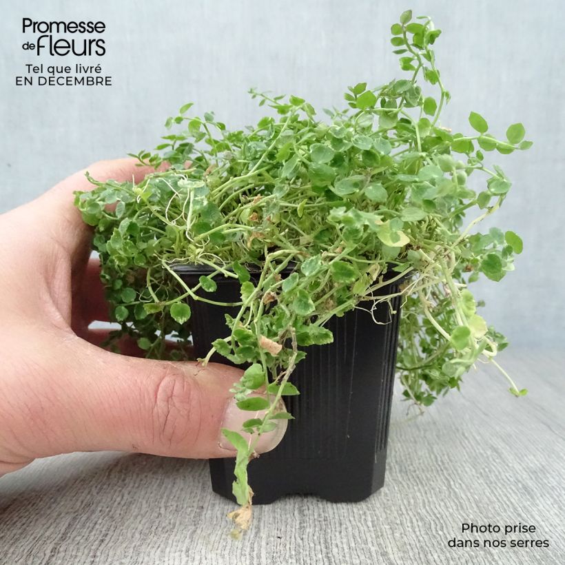 Pratia pedunculata 8/9 cm pot sample as delivered in winter